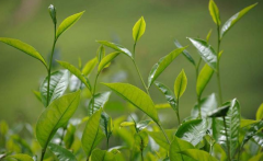 如何檢測茶葉中的農(nóng)藥殘留？